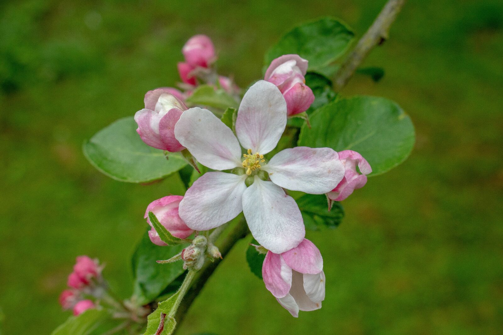 Canon EOS 750D (EOS Rebel T6i / EOS Kiss X8i) sample photo. Apple blossom, blossom, bloom photography