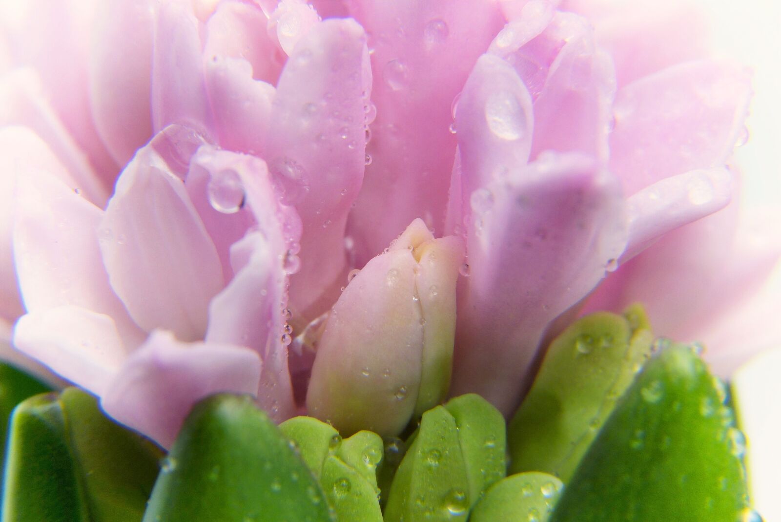 Panasonic Lumix DMC-FZ150 sample photo. Crocus, spring, growth photography