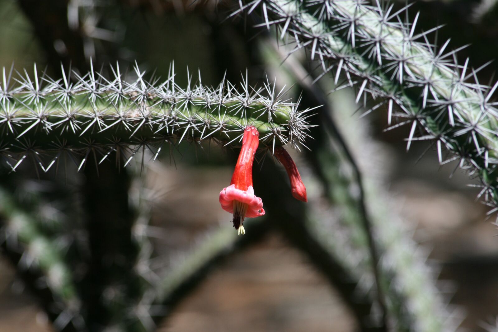 Canon EOS 400D (EOS Digital Rebel XTi / EOS Kiss Digital X) sample photo. Cactus, plant, botany photography