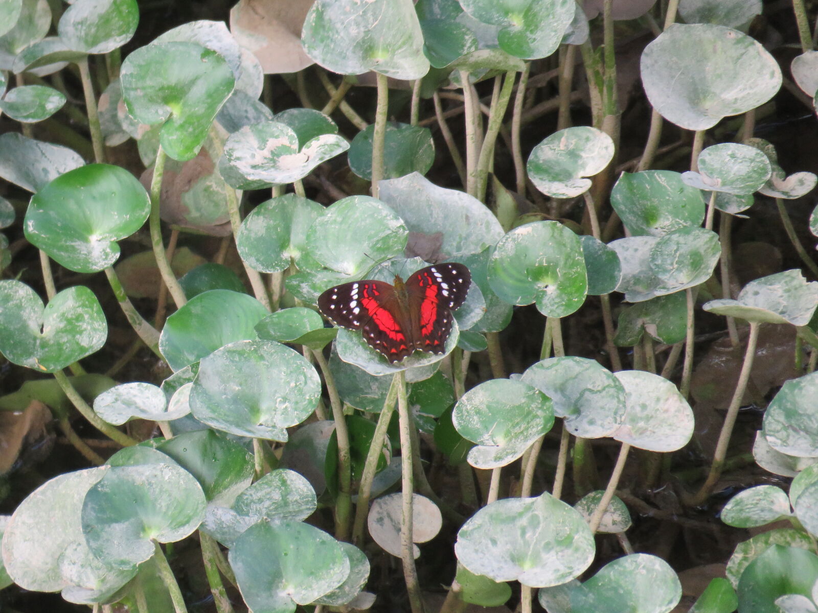 Canon PowerShot SX60 HS sample photo. Butterfly, on, a, flower photography