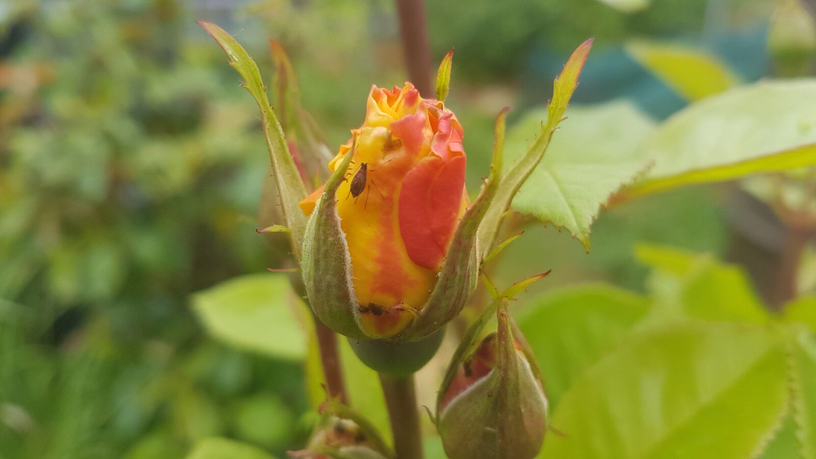 Samsung Galaxy S7 Edge sample photo. Garden, flowers, nature photography