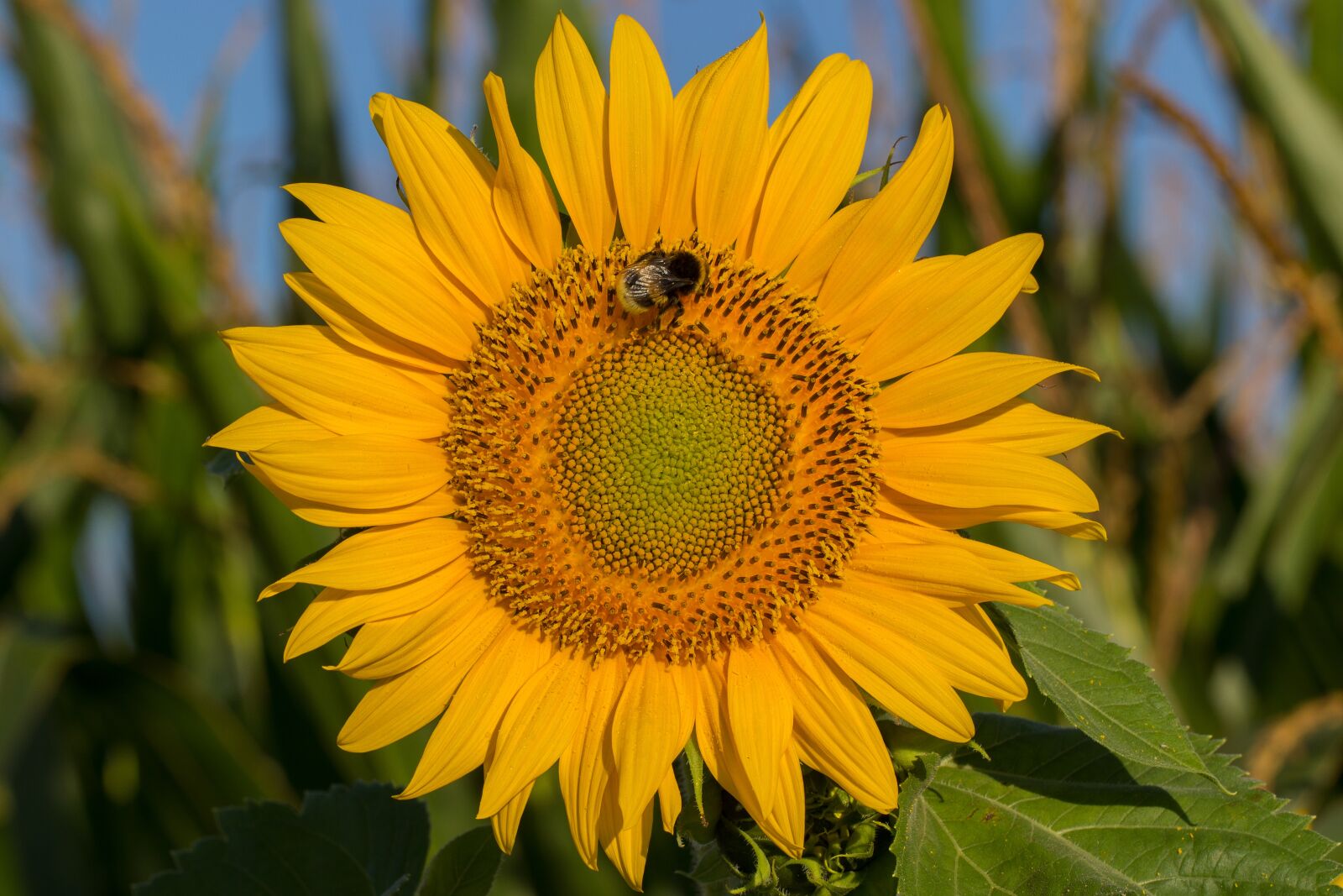 Canon EF 100mm F2.8L Macro IS USM sample photo. Sunflower, blossom, bloom photography