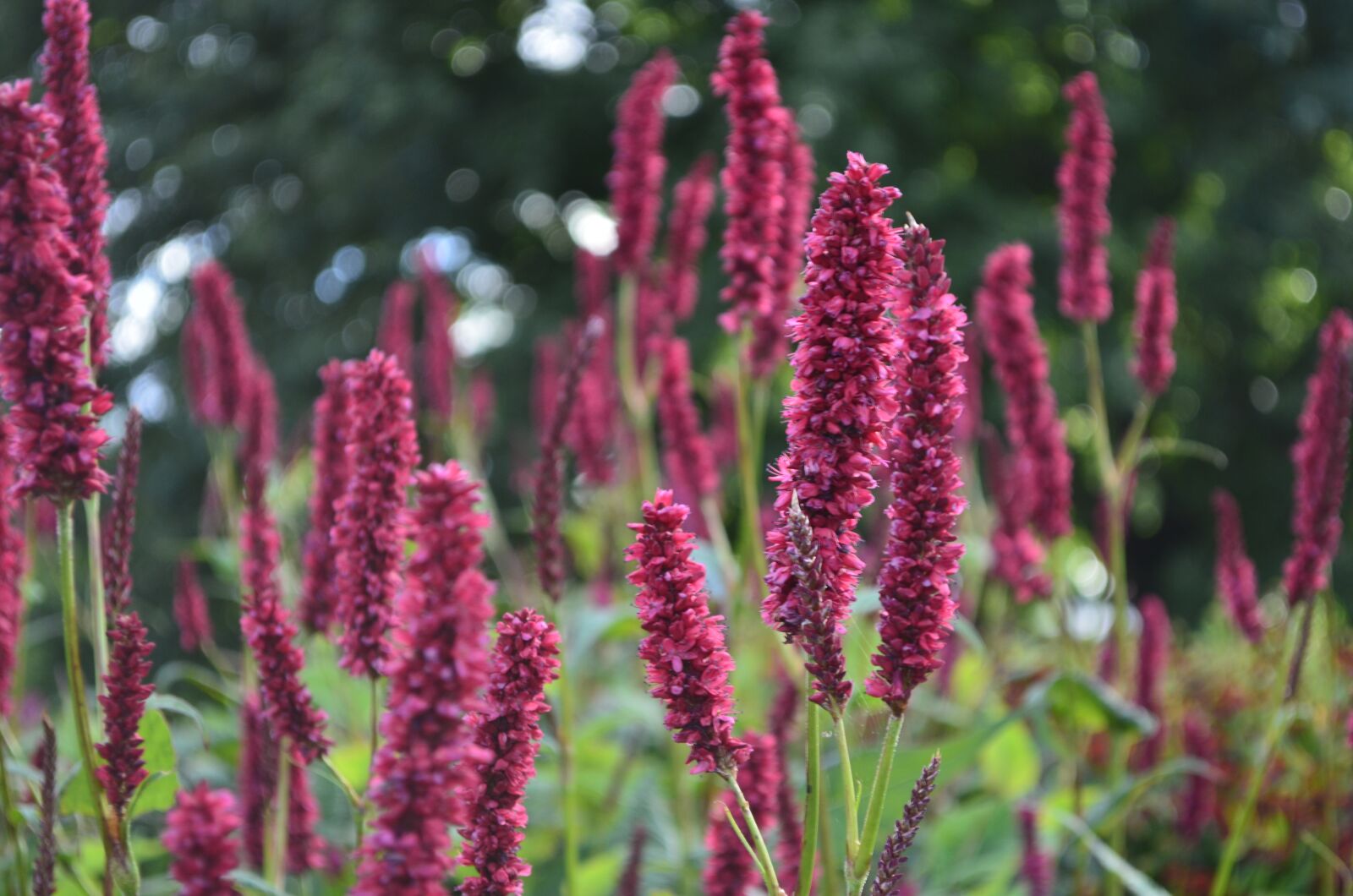 Nikon D5100 sample photo. Floral, nature, color photography