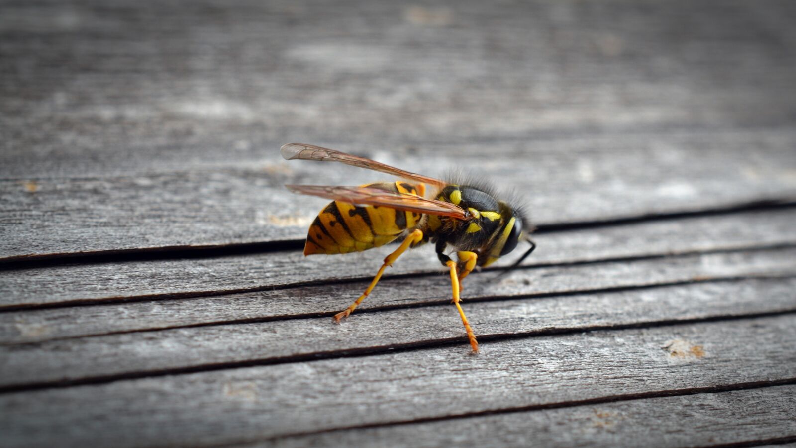 Nikon D5200 sample photo. Wasp, insect, wood photography