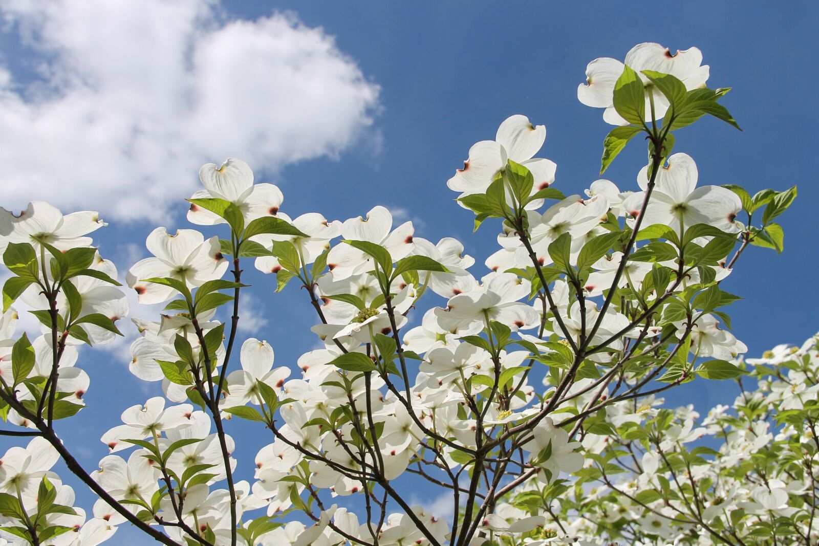 Canon EOS 1100D (EOS Rebel T3 / EOS Kiss X50) sample photo. Dogwood, cornus, cornus florida photography