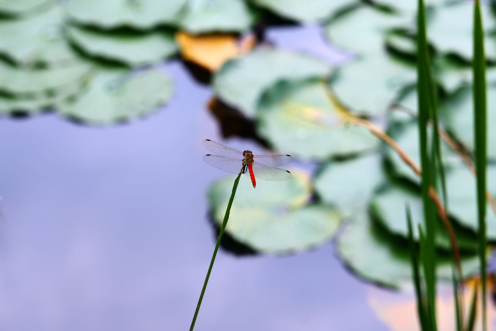 Canon EOS 40D sample photo. Dragonfly, pond, insects photography