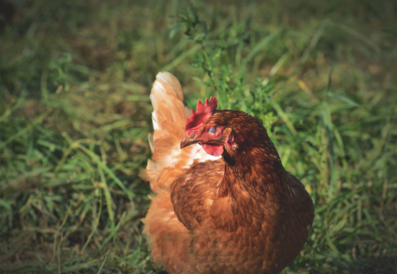 Nikon D3200 sample photo. Chicken, hen, poultry photography