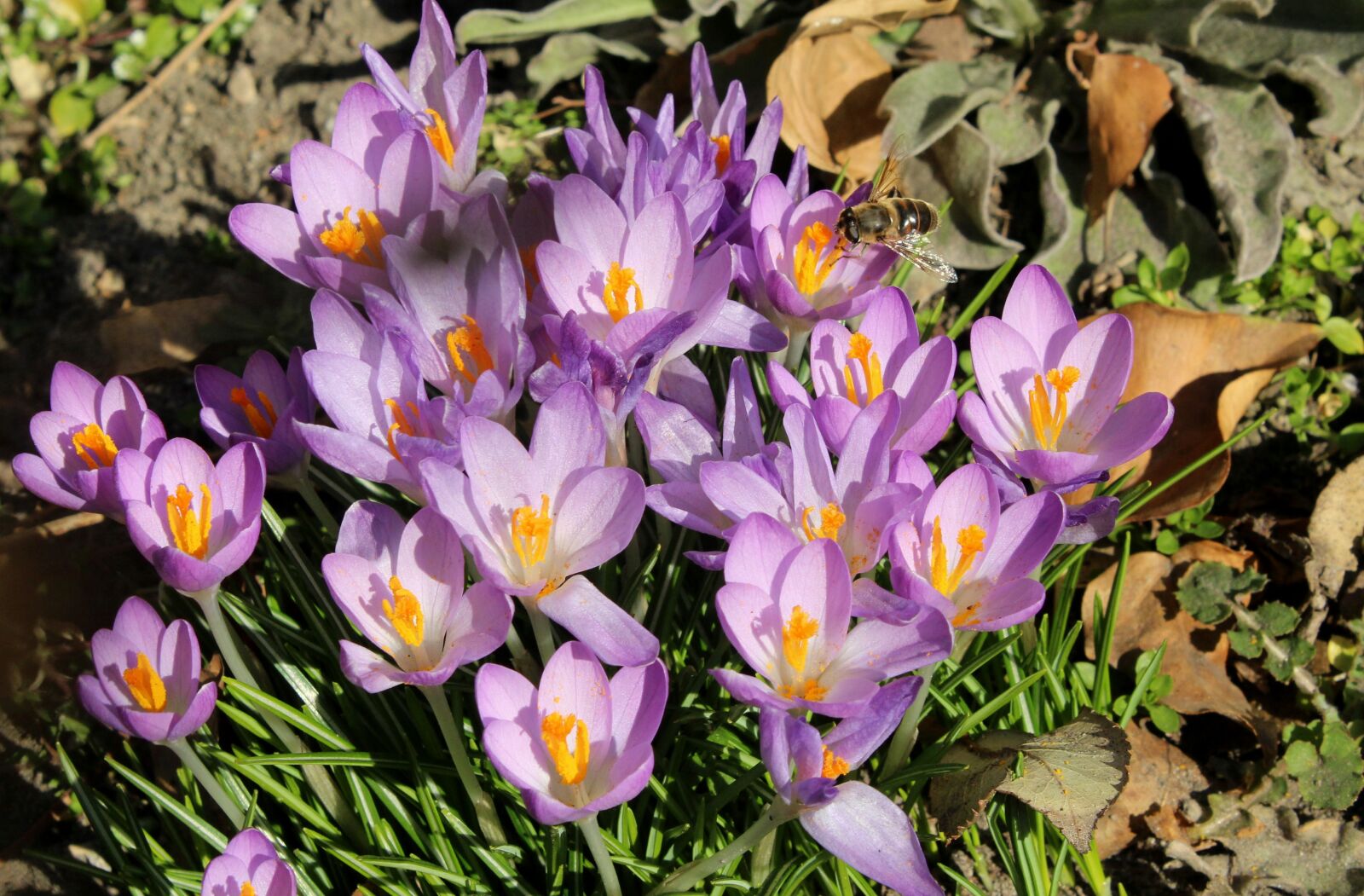 Canon EOS 1200D (EOS Rebel T5 / EOS Kiss X70 / EOS Hi) sample photo. Krokus, crocus, spring flowers photography
