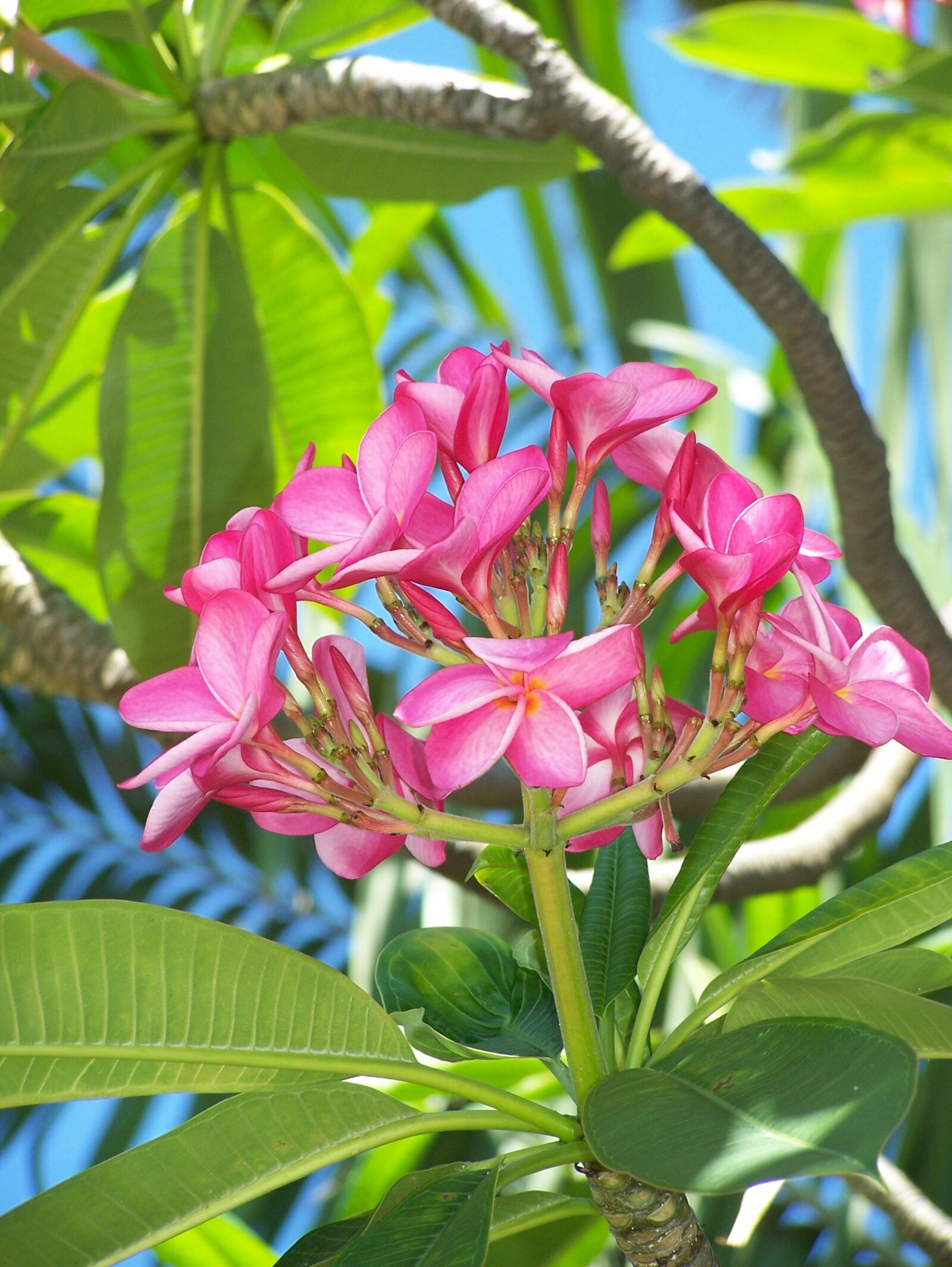 Kodak Z650 ZOOM DIGITAL CAMERA sample photo. Flower, pink, pink flowers photography