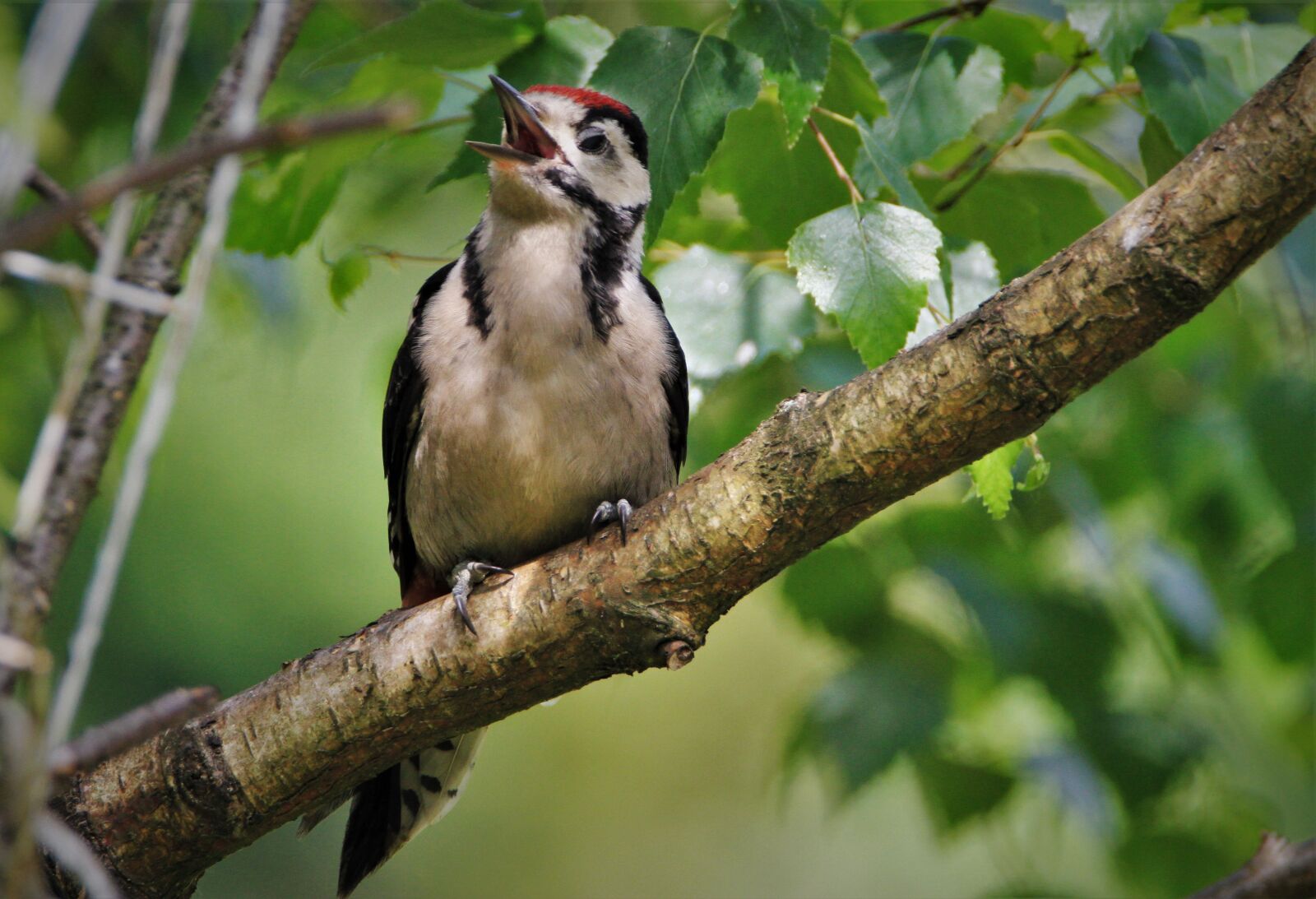 Tamron SP 150-600mm F5-6.3 Di VC USD sample photo. Great spotted woodpecker, woodpecker photography