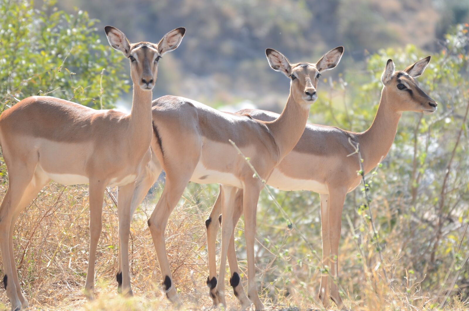 Nikon D7000 sample photo. Impala, wildlife, africa photography
