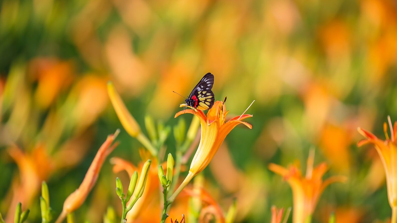Canon EOS 5D Mark III sample photo. Nature, outdoor, flower photography