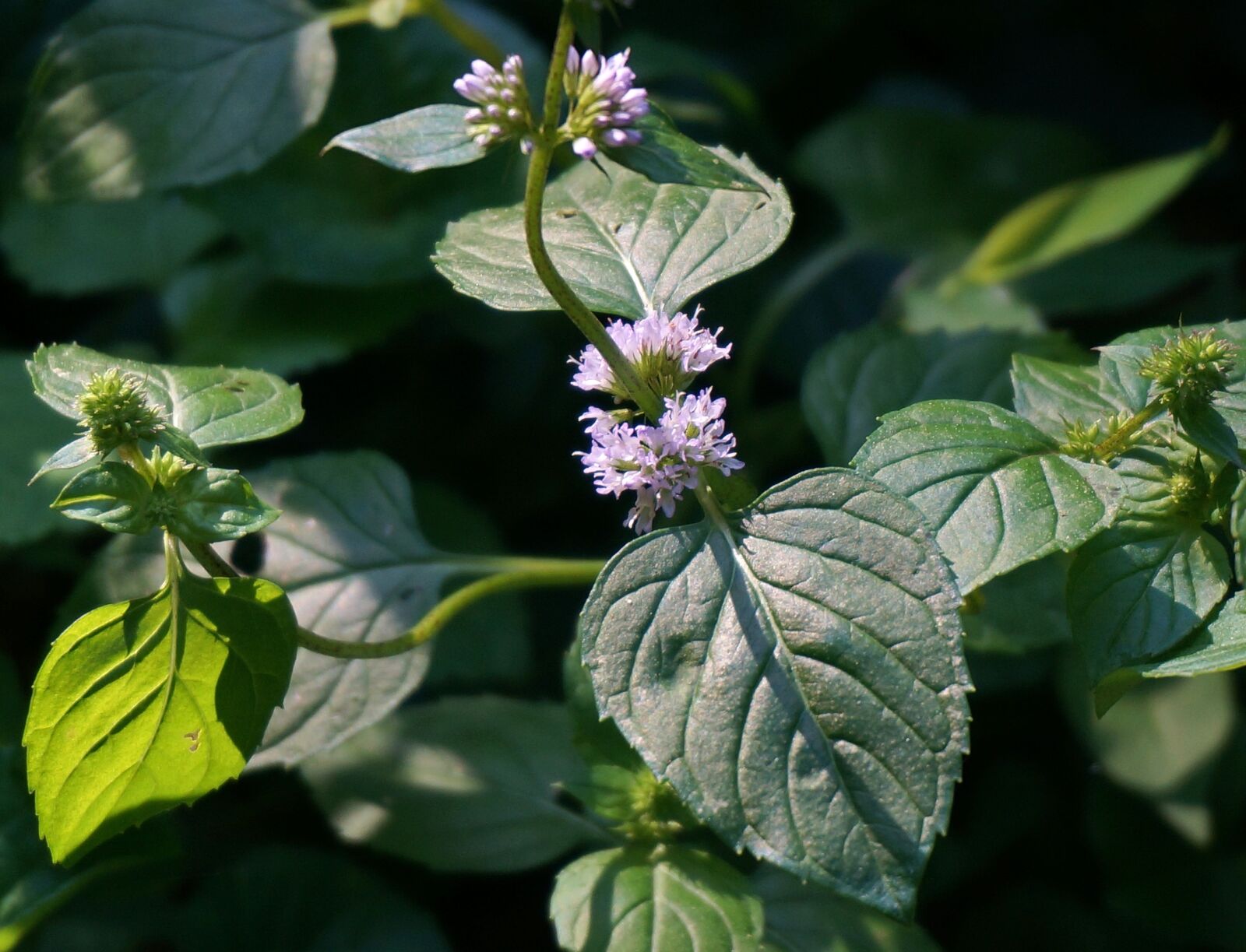 Sony Alpha NEX-5T sample photo. Mint flower, purple, flower photography