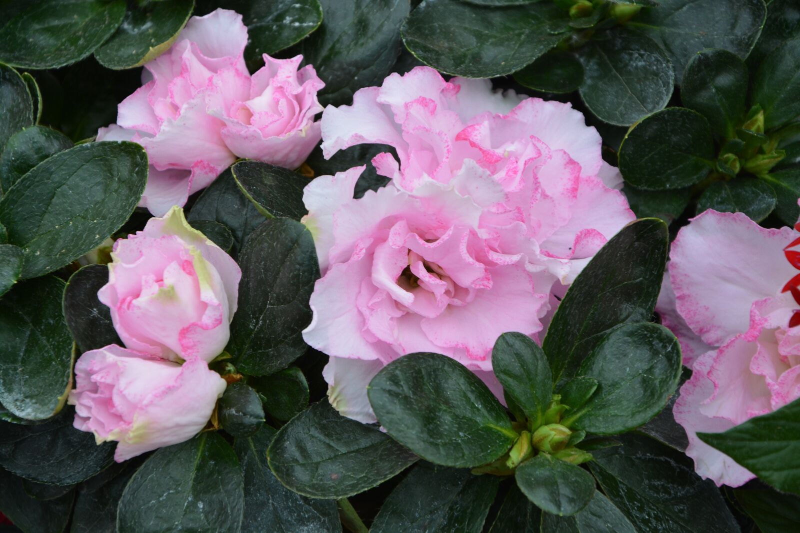 Nikon D5200 sample photo. Flowers white pink, green photography