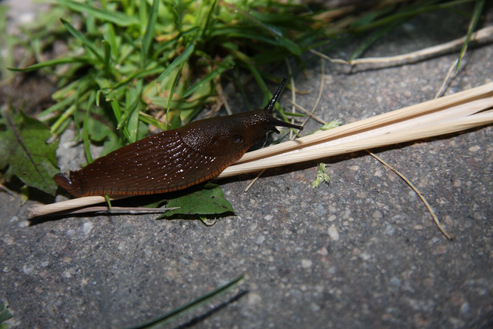 Canon EOS 40D sample photo. Snail, crawl, animal photography