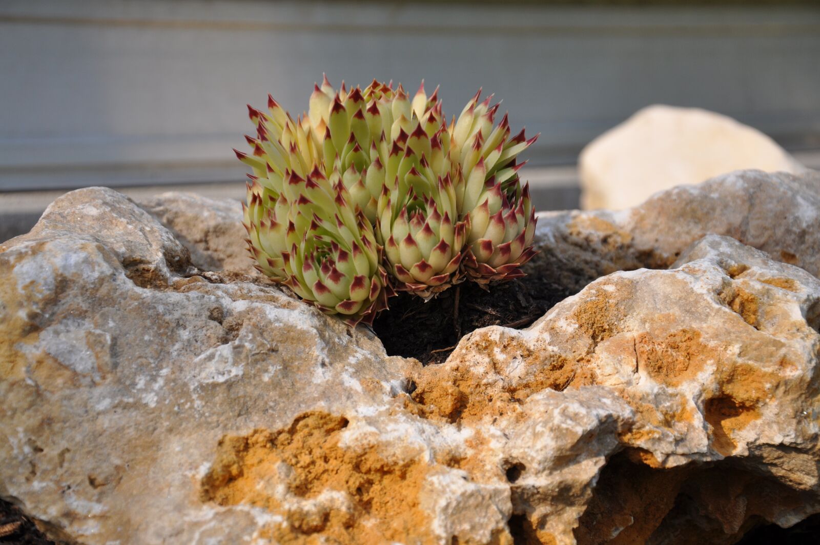 Nikon D90 sample photo. Rock plant, garden, nature photography
