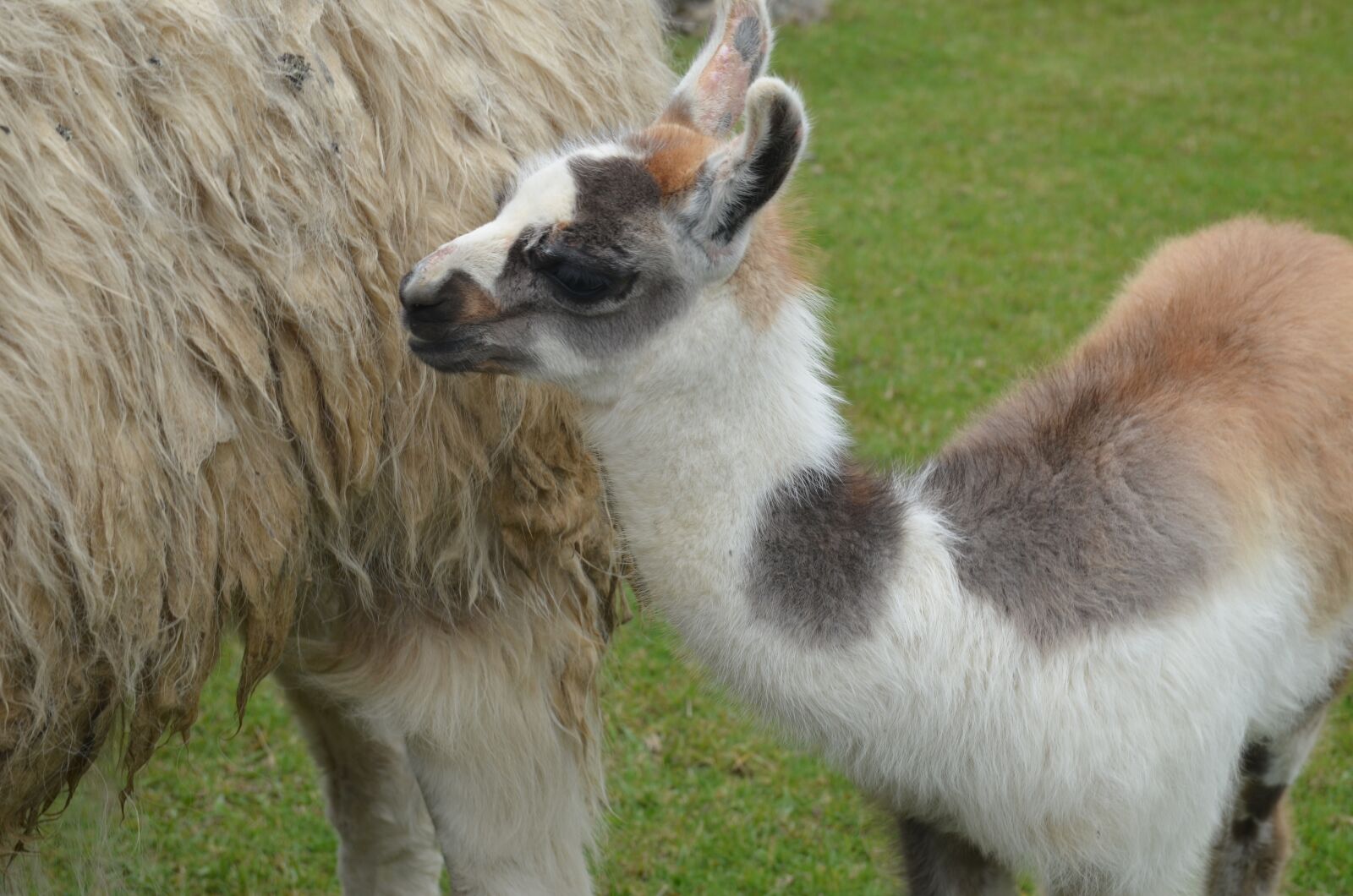 Nikon D5100 sample photo. Baby, llama, peru photography