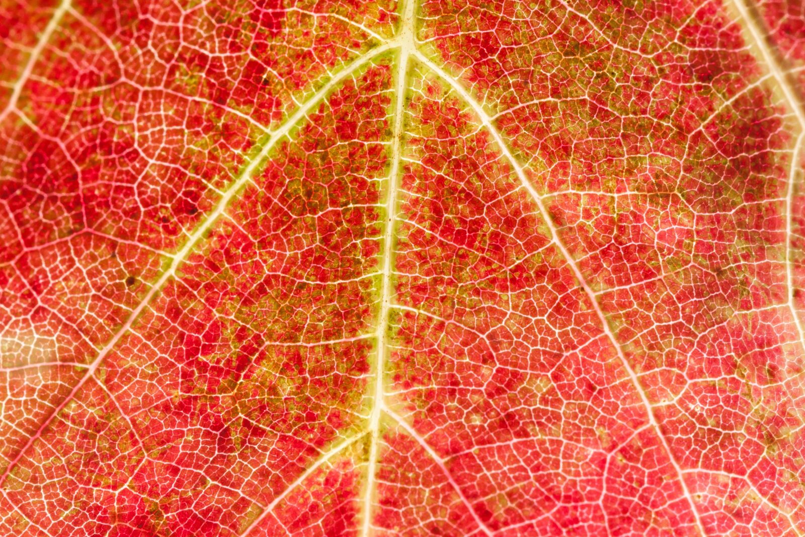 Canon EOS 50D sample photo. Wine, leaf, wine harvest photography