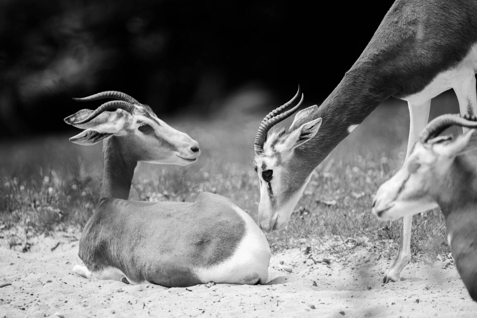 Nikon D850 sample photo. Antelope, africa, wilderness photography