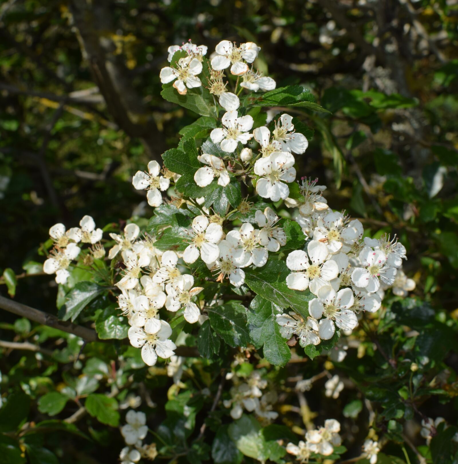 Nikon D5300 sample photo. Apple tree, flowering, fruit photography