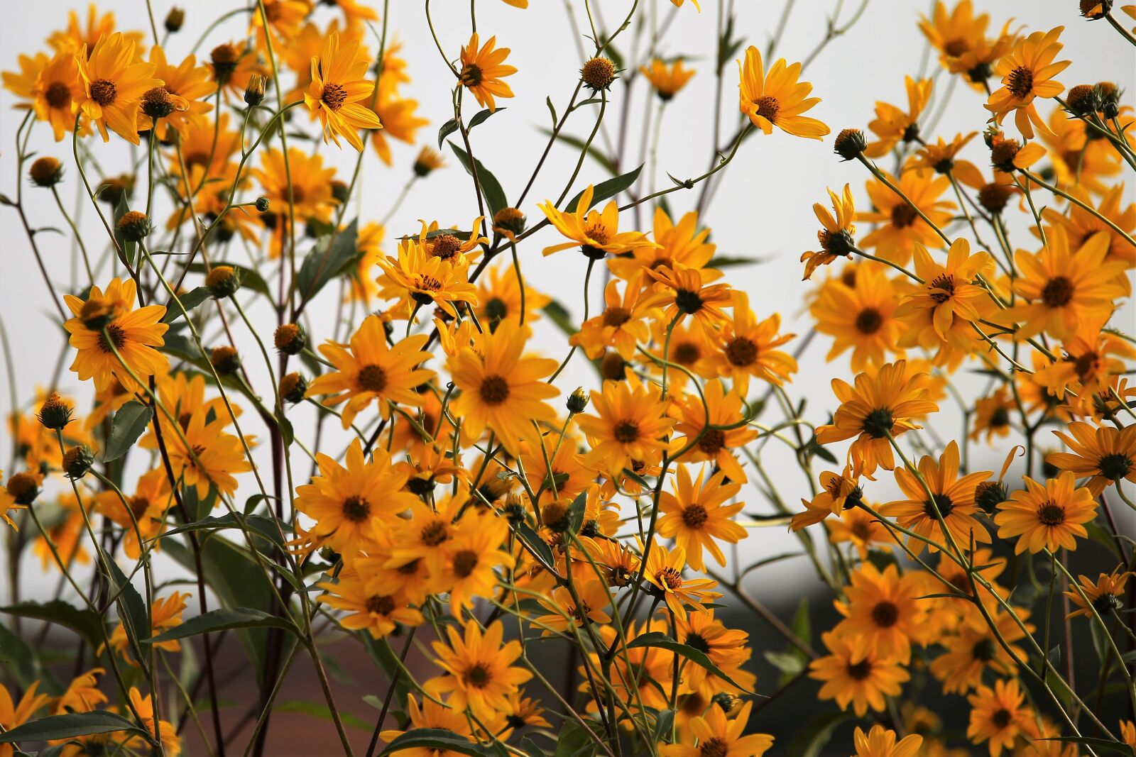 Canon EOS 6D sample photo. Arnica, yellow flowers, bloom photography