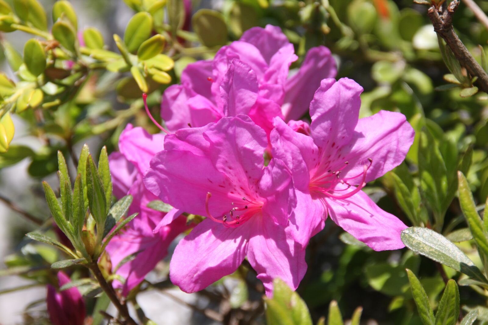Canon EOS 40D sample photo. Azalea, flowers, spring photography