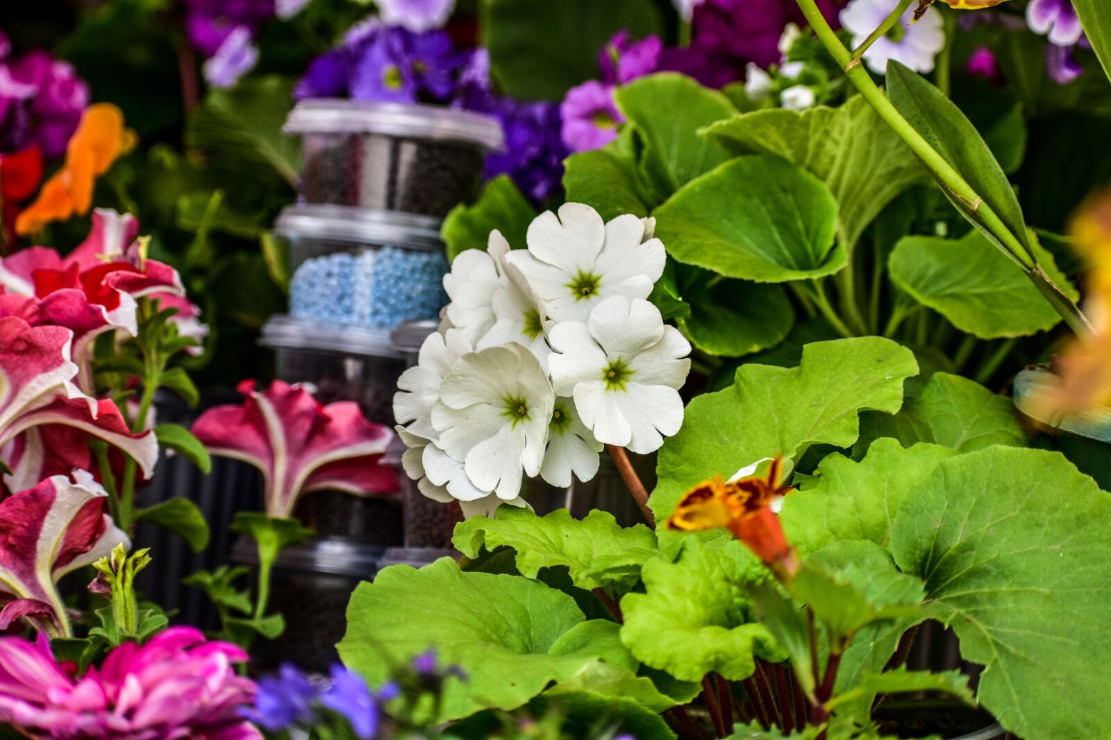 Nikon D3400 sample photo. Flowers, garden, spring photography