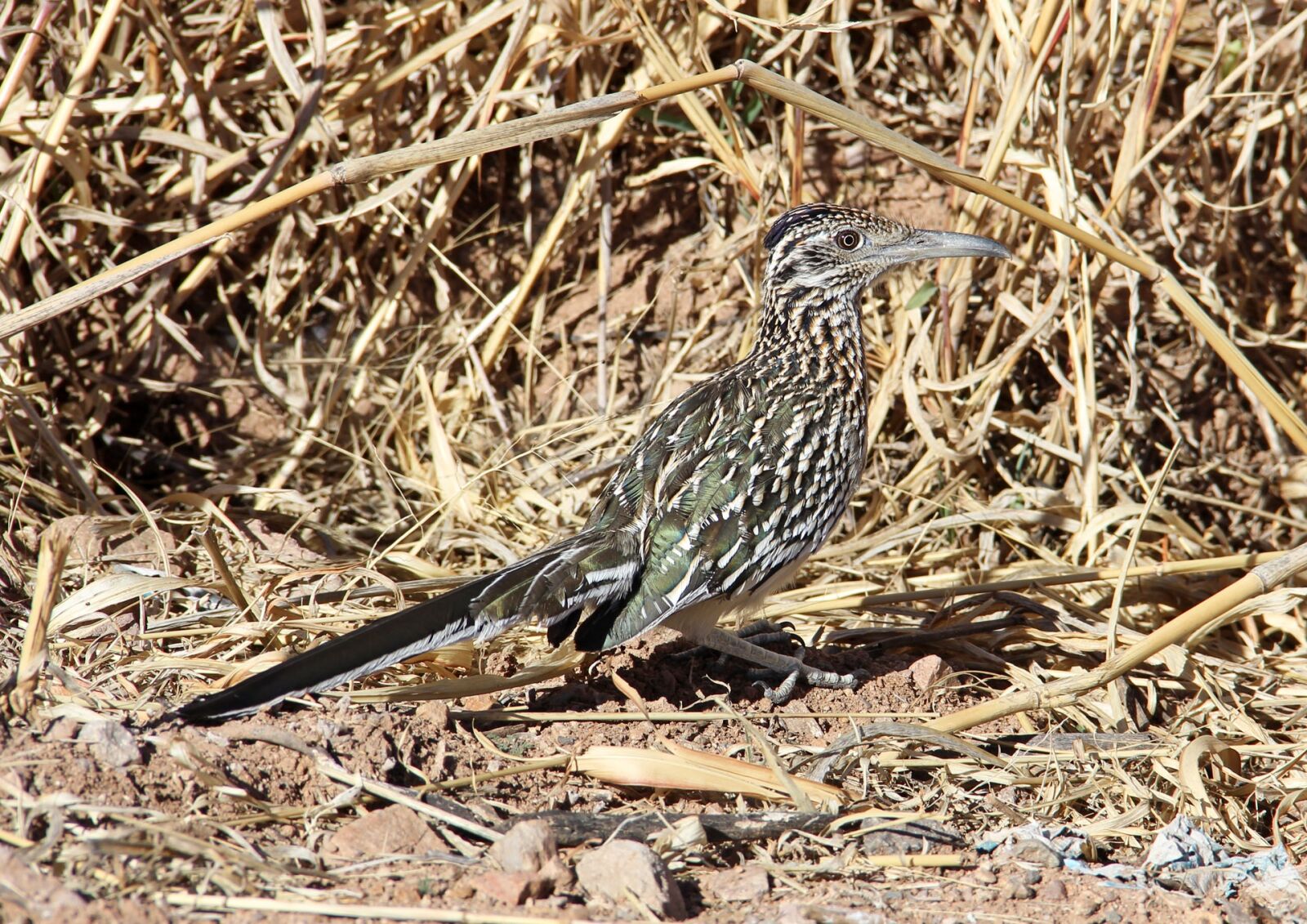 Canon EF-S 18-135mm F3.5-5.6 IS sample photo. Roadrunner, southwest, bird photography