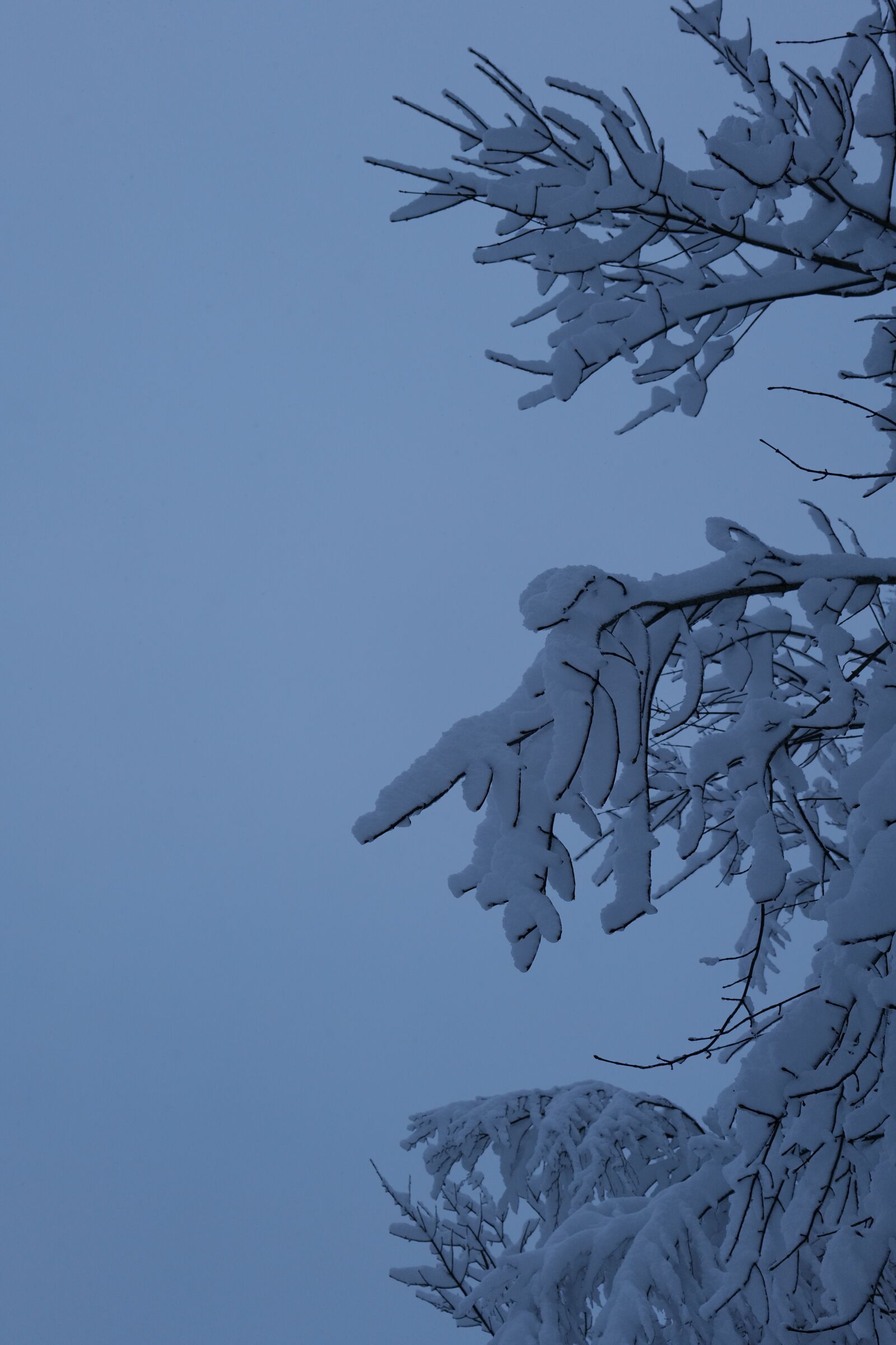 Panasonic DC-S5D sample photo