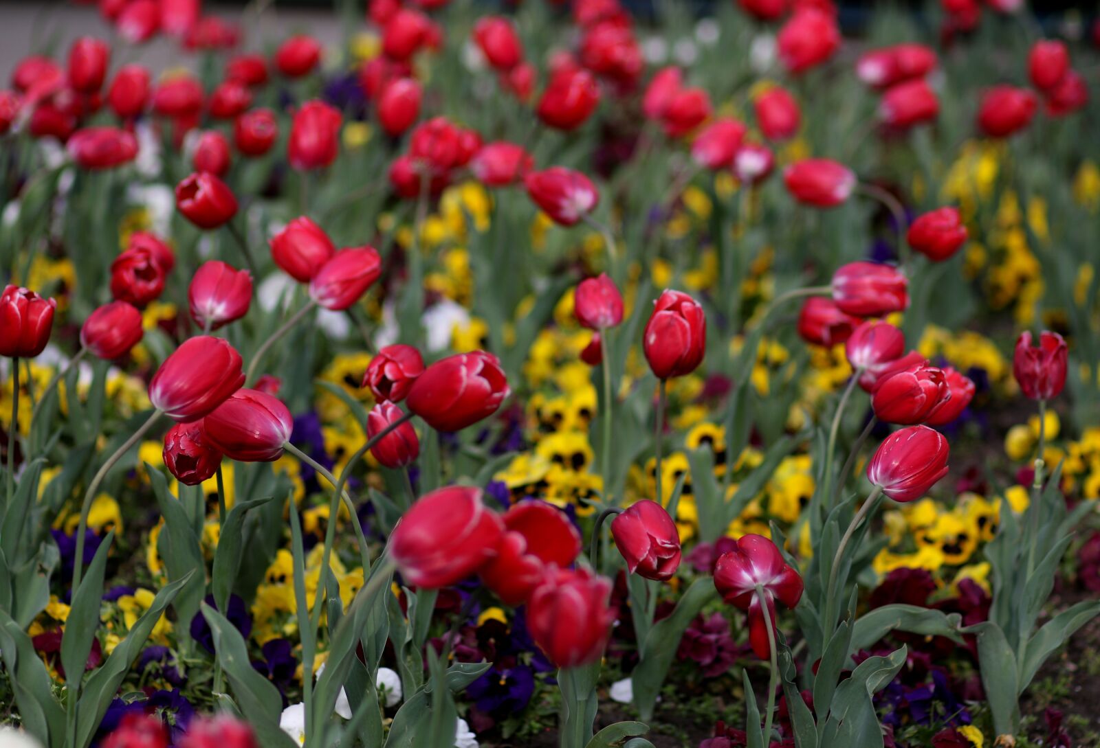 Canon EF 85mm F1.8 USM sample photo. Tulips, red, coloring photography