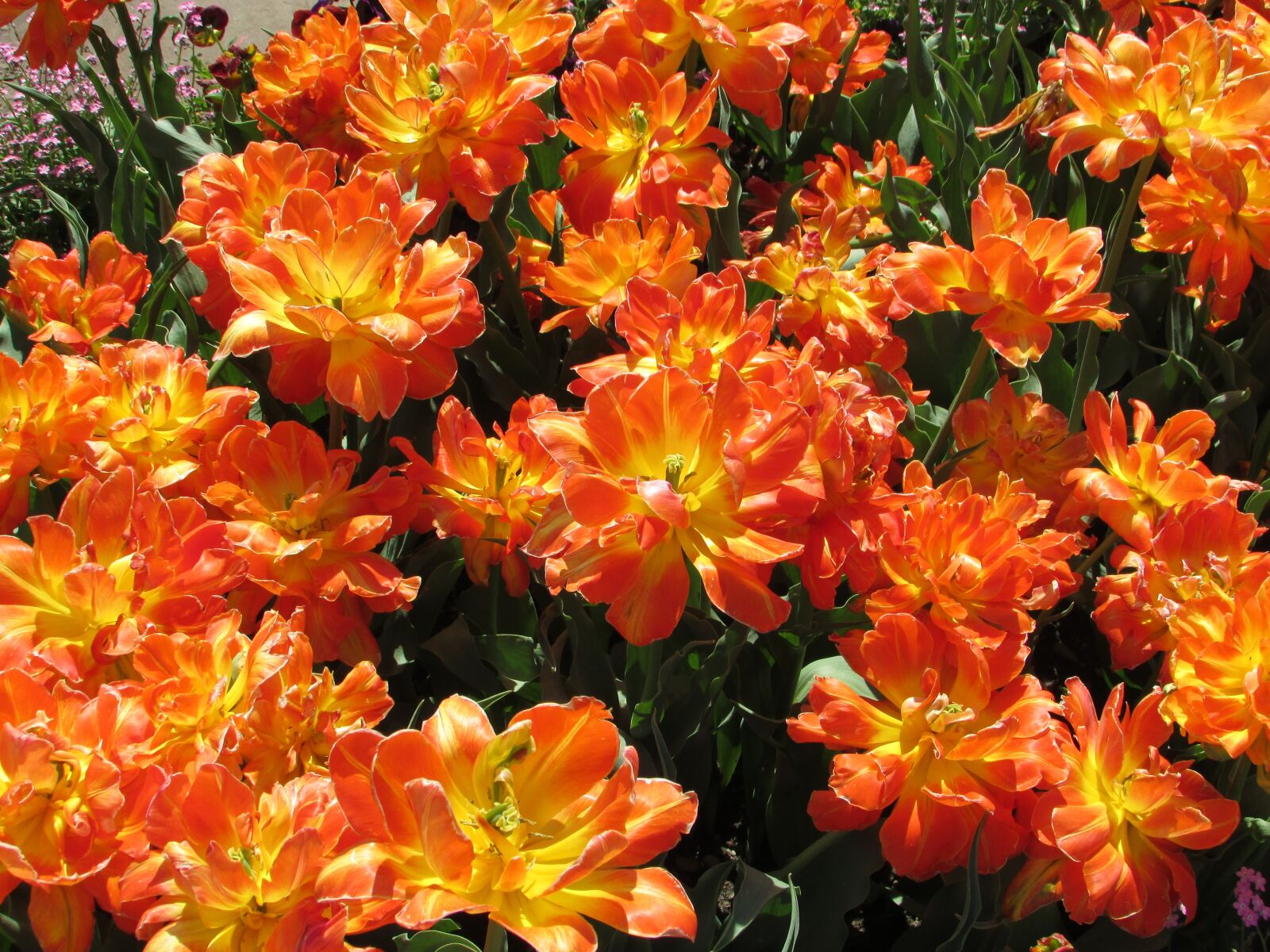 Canon PowerShot SX400 IS sample photo. Tulips, orange, orange tulip photography