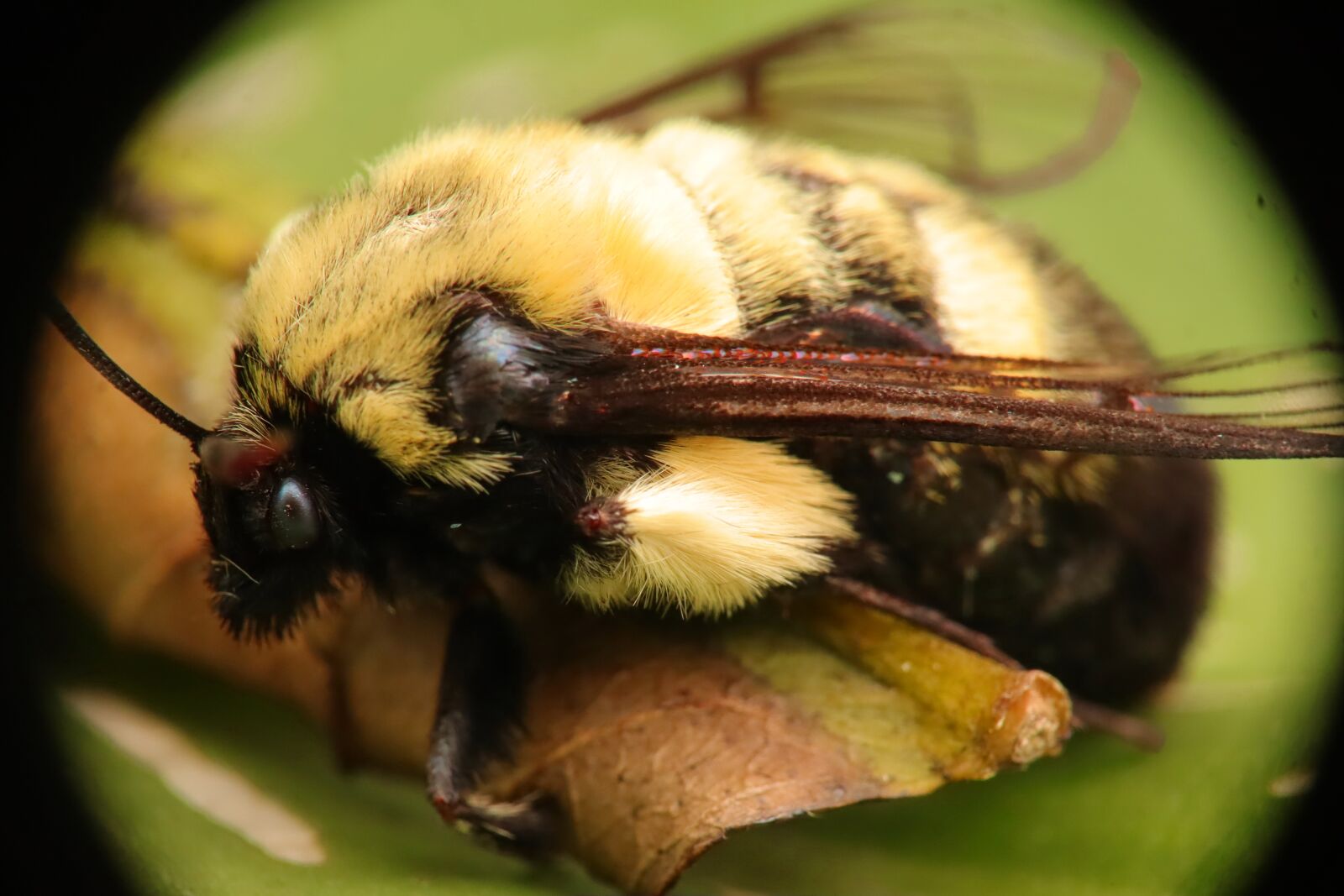 Canon EF-M 15-45mm F3.5-6.3 IS STM sample photo. Insects, nature, bumblebees photography