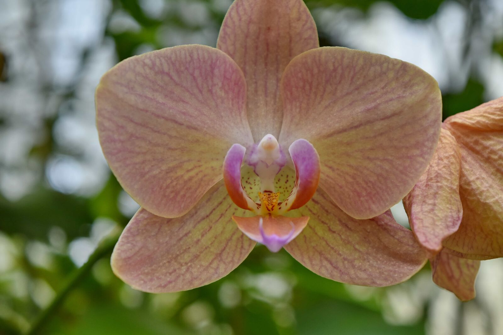 Nikon D5500 sample photo. Orchid, nature, plant, flower photography