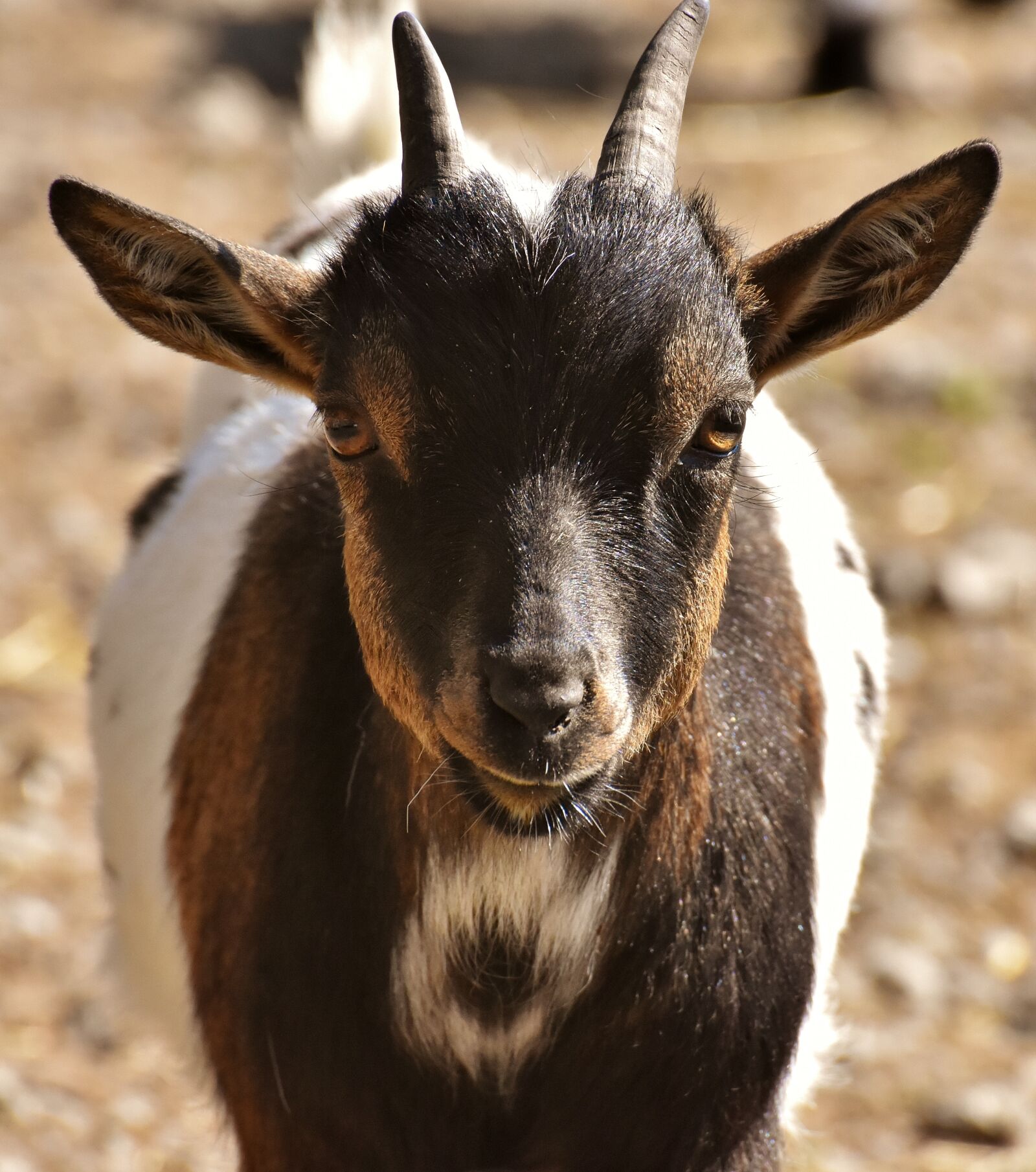 Nikon D7200 sample photo. Goat, animal, horns photography