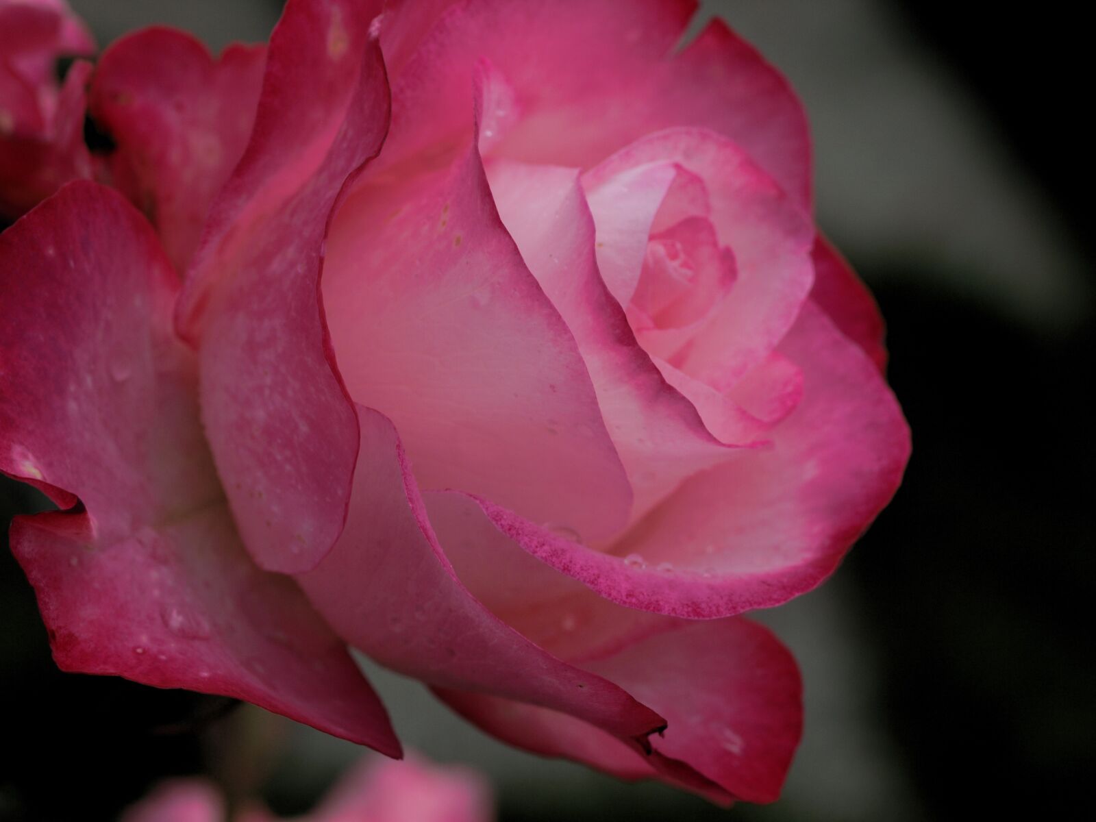 Olympus E-510 (EVOLT E-510) sample photo. Flower, rose, petal photography
