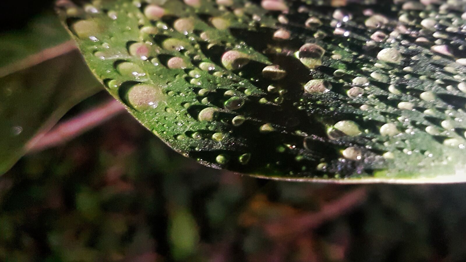 Samsung Galaxy S7 sample photo. Night, water droplets, leaf photography