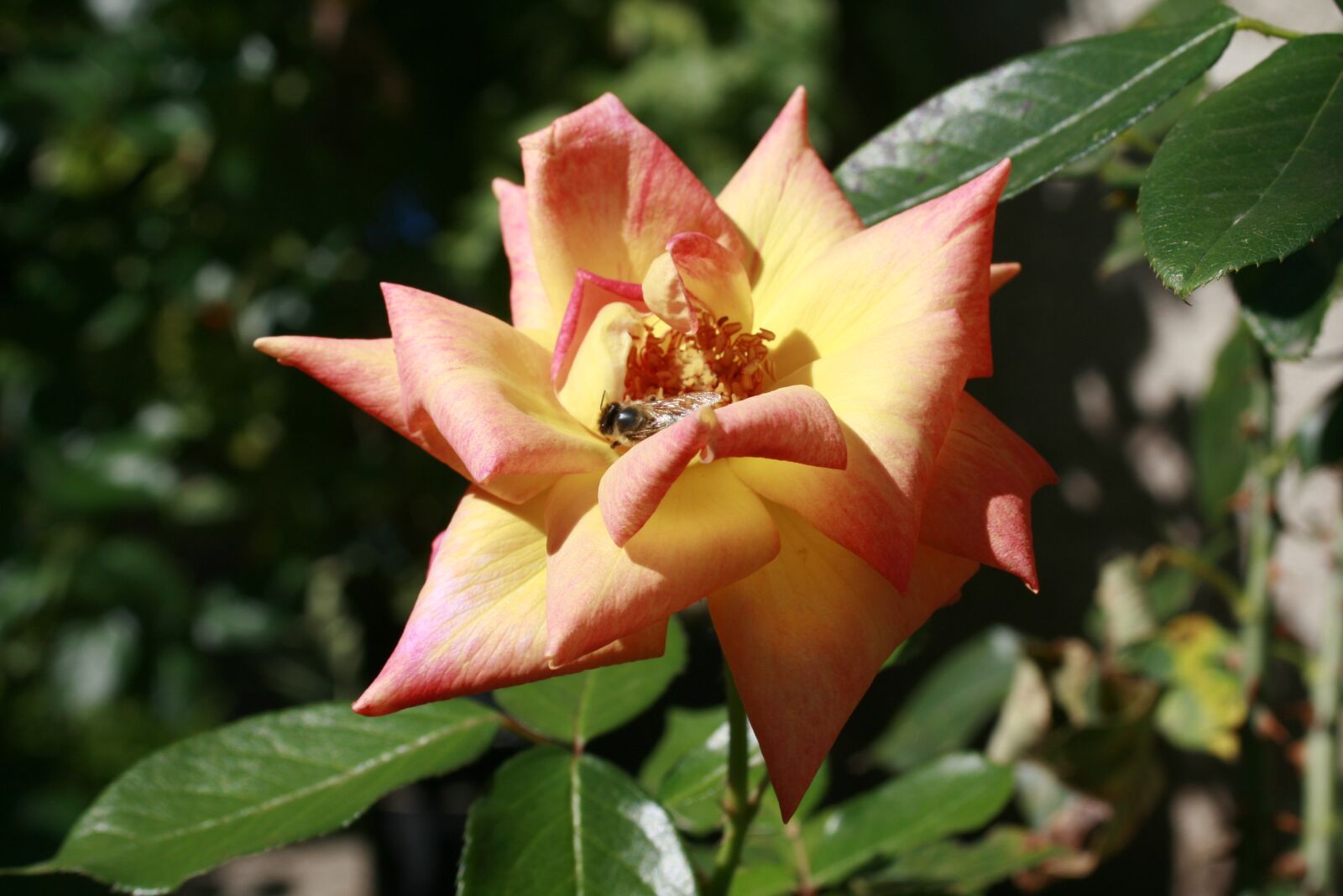 Canon EOS 400D (EOS Digital Rebel XTi / EOS Kiss Digital X) sample photo. Yellow rose, flower, floral photography