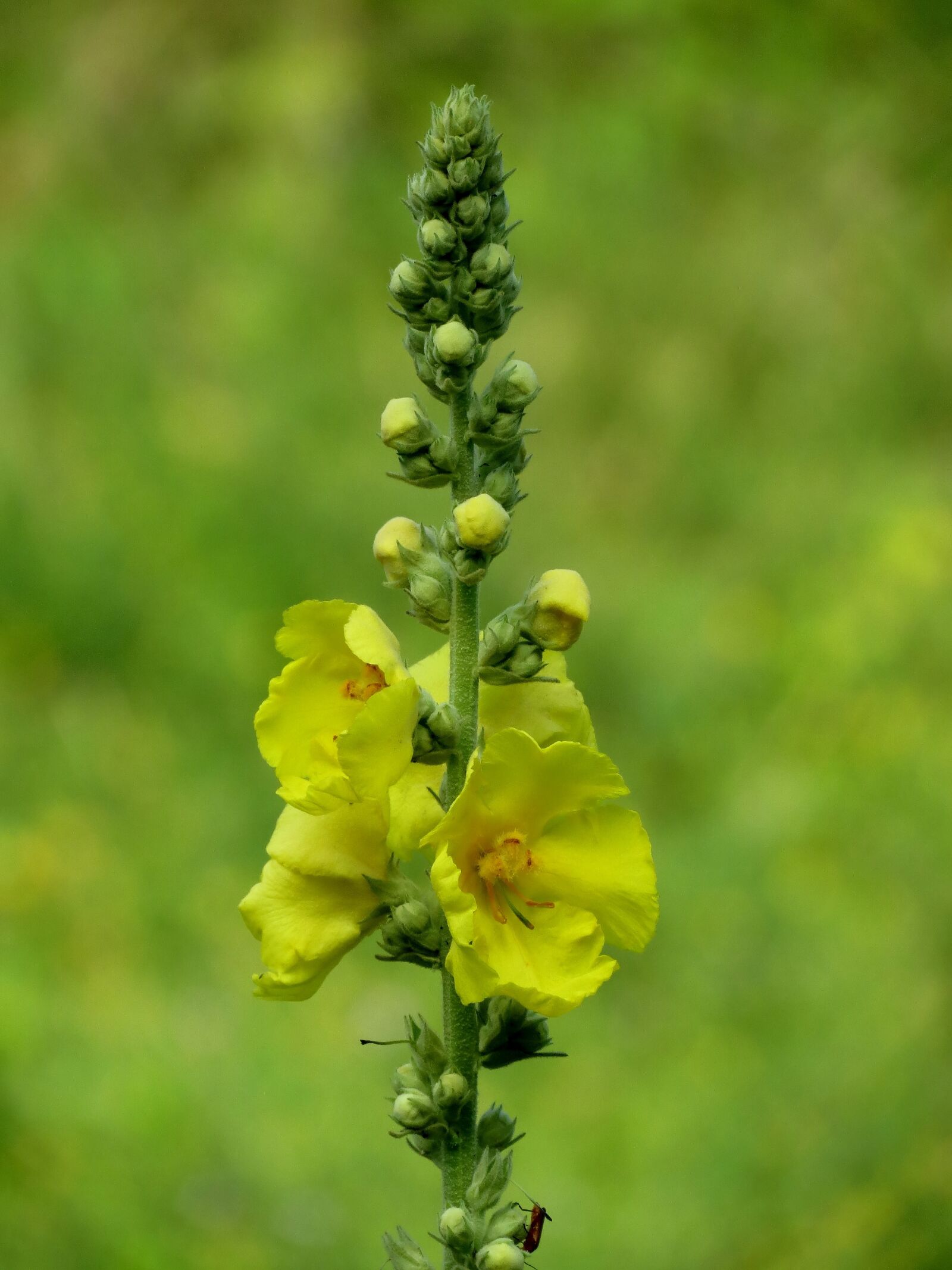 Canon PowerShot SX40 HS sample photo. Prato, nature, outdoors photography