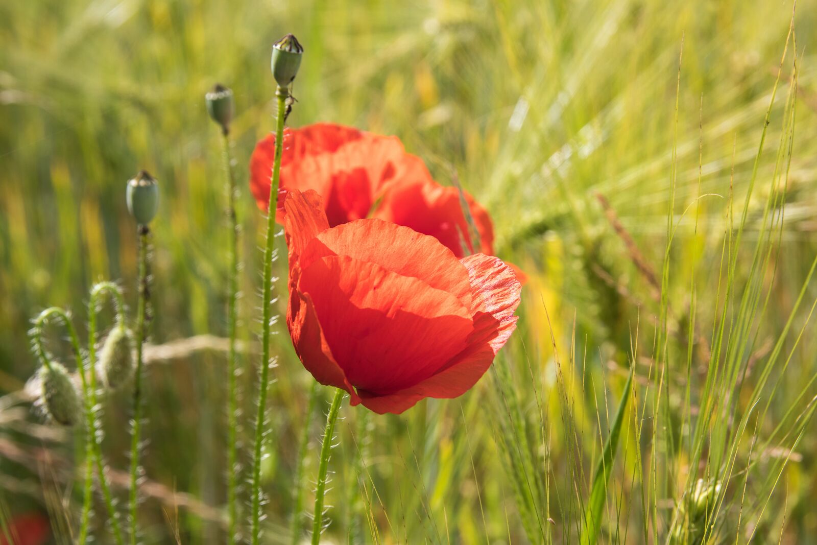 Canon EOS 80D sample photo. Poppy, poppy flower, klatschmohn photography