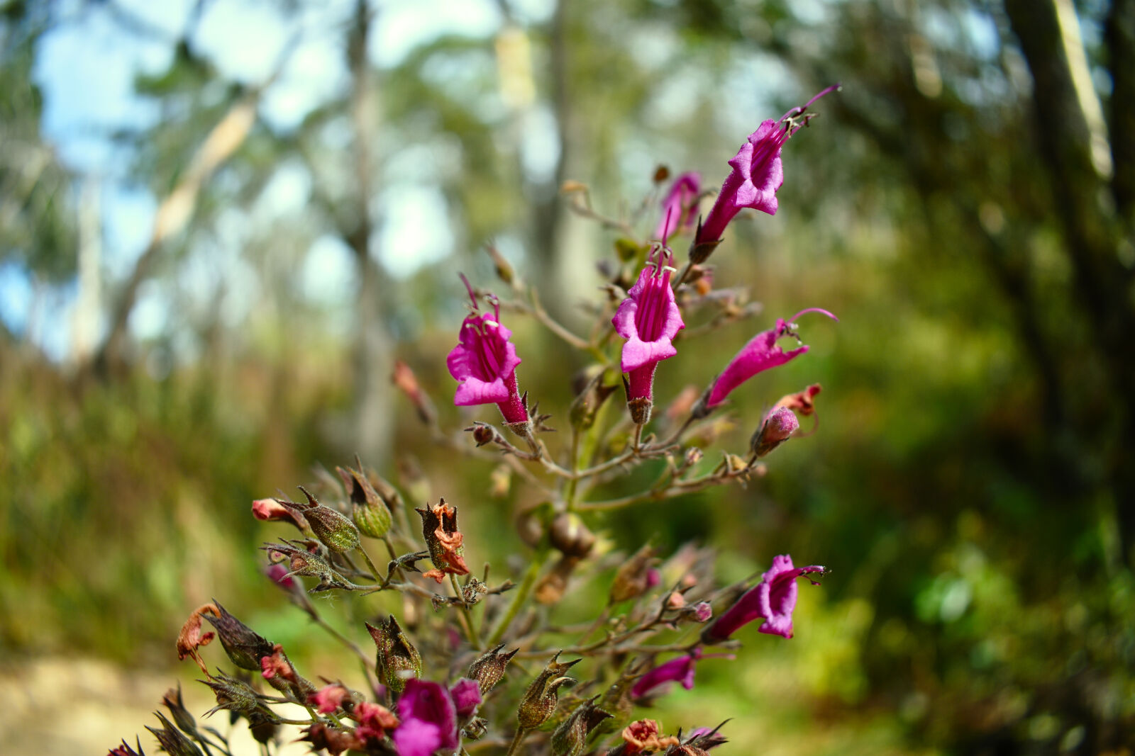 Nikon D3400 sample photo. Bokeh, close, up, exterior photography