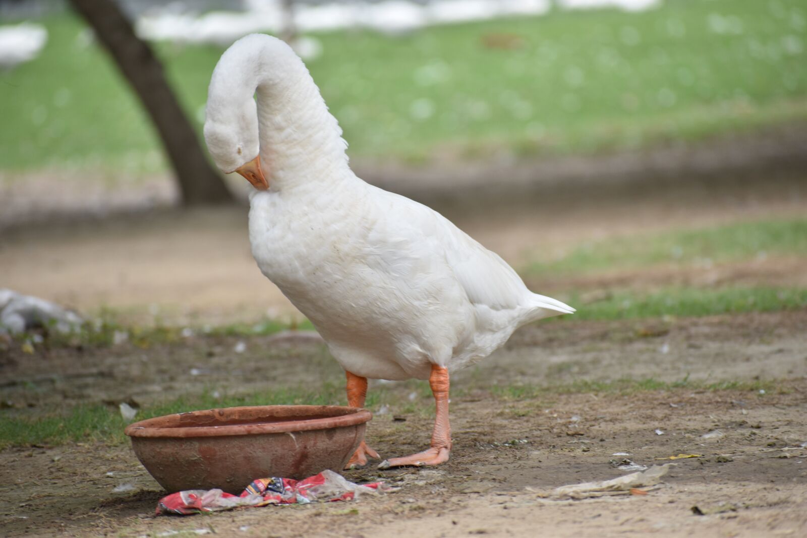 Nikon D5600 sample photo. Duck, white duck, bird photography