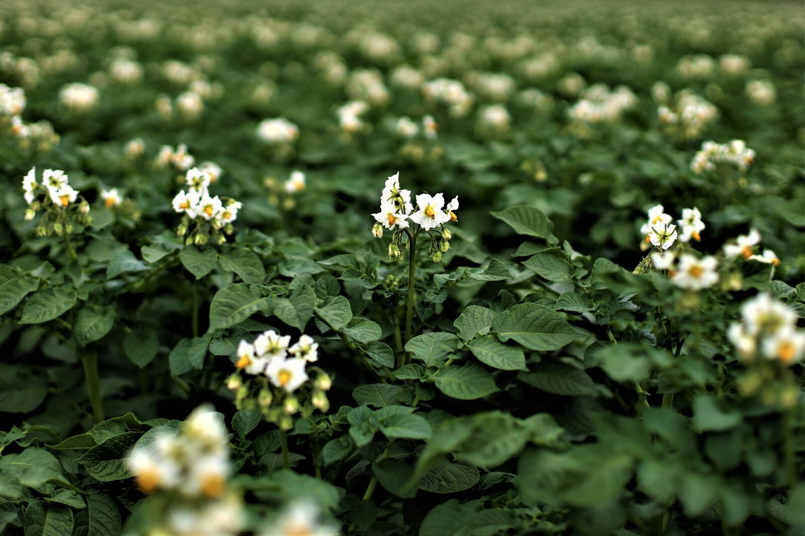 Canon EOS RP sample photo. Potato, potato blossom, blossom photography