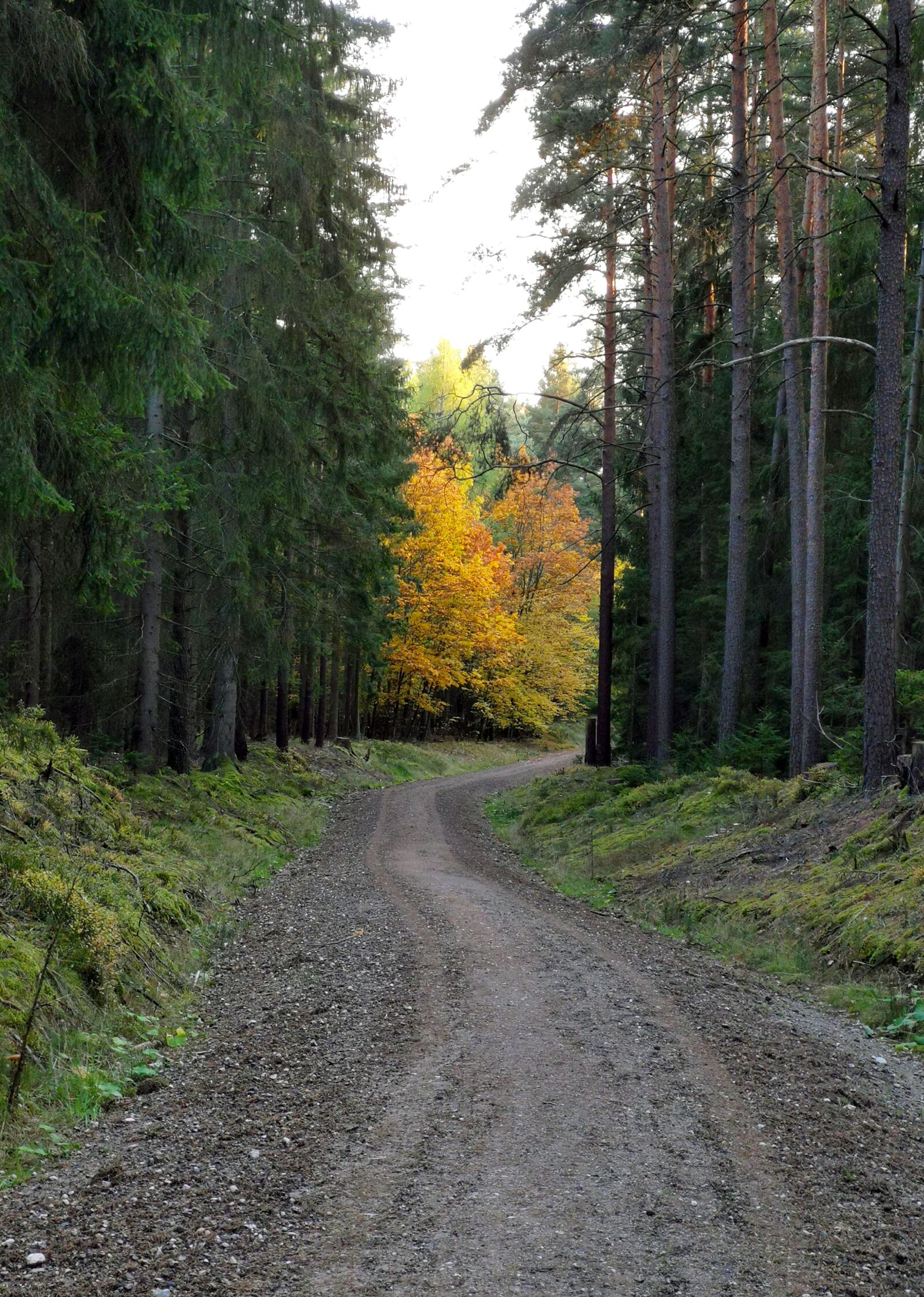 HUAWEI P30 sample photo. Forest, forest path, trees photography