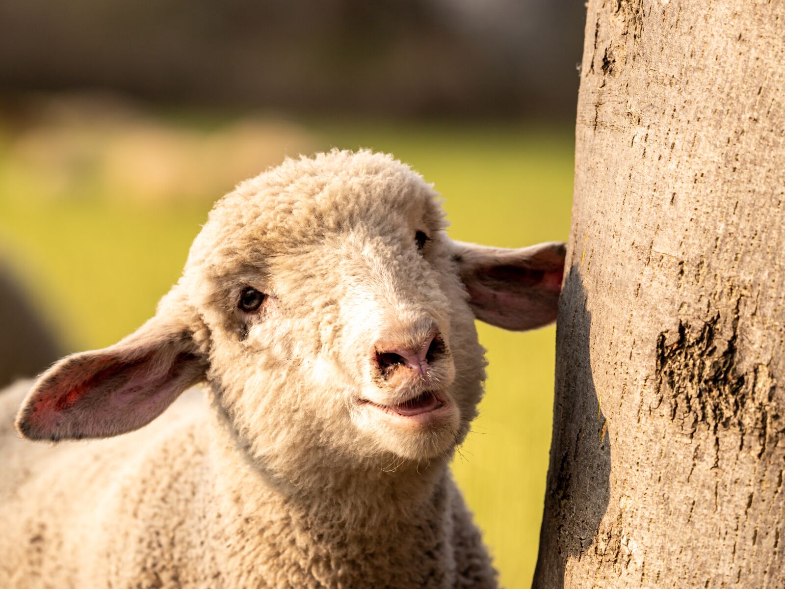 150-600mm F5-6.3 DG OS HSM | Contemporary 015 sample photo. Sheep, weidetier, animal photography