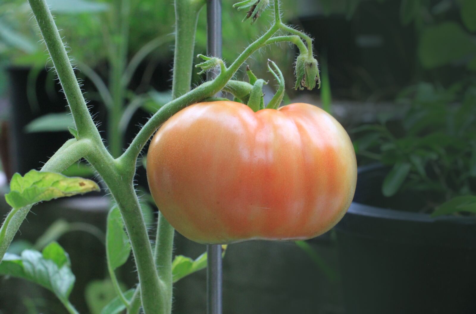 Canon EOS 500D (EOS Rebel T1i / EOS Kiss X3) sample photo. Tomato, food, nutrition photography