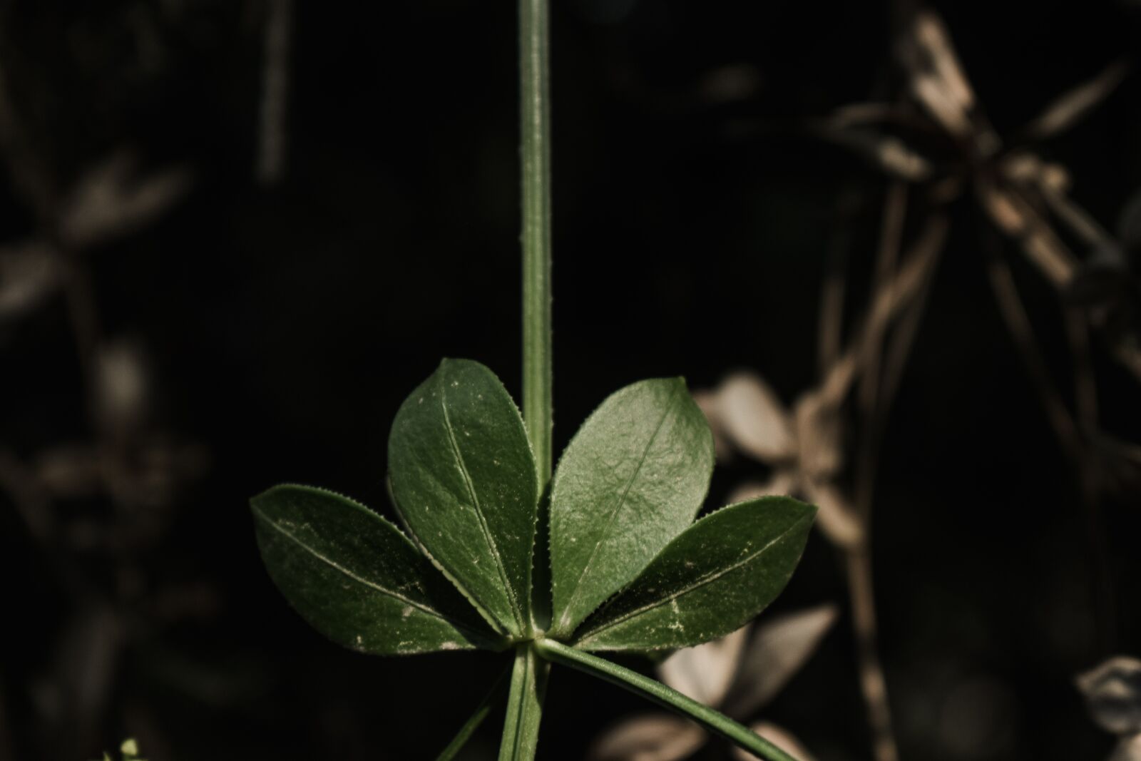 Nikon D3300 sample photo. Leaf, plant, green photography