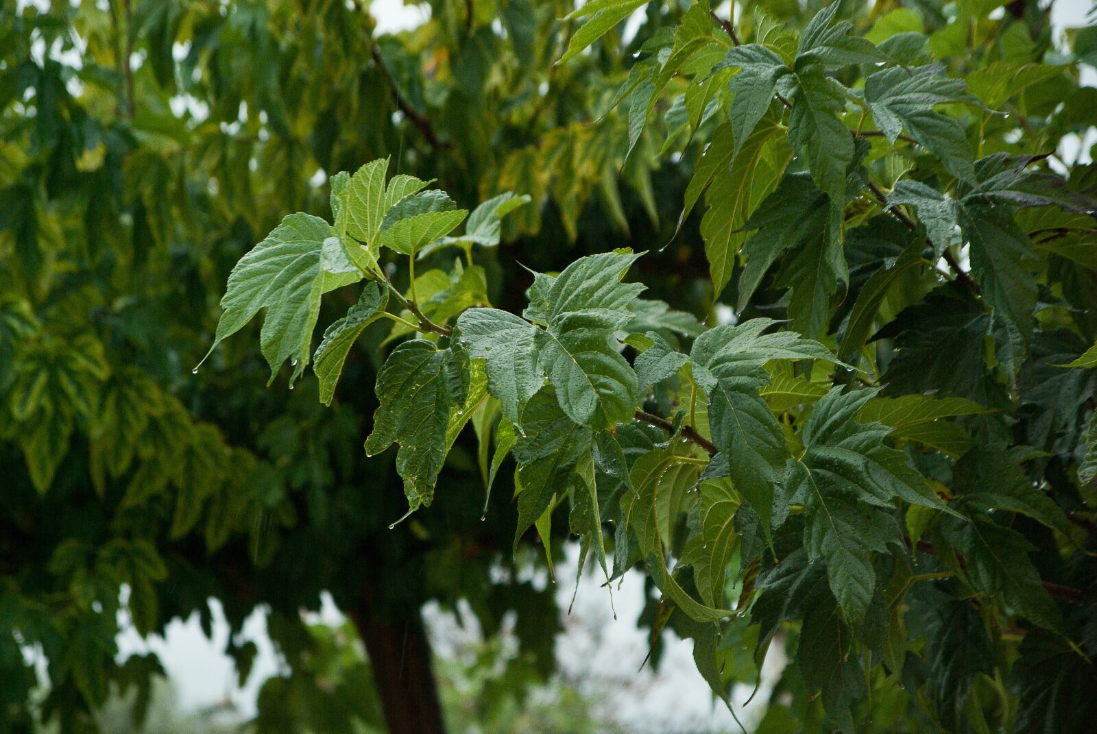 Pentax K10D sample photo. Rain, drops of water photography