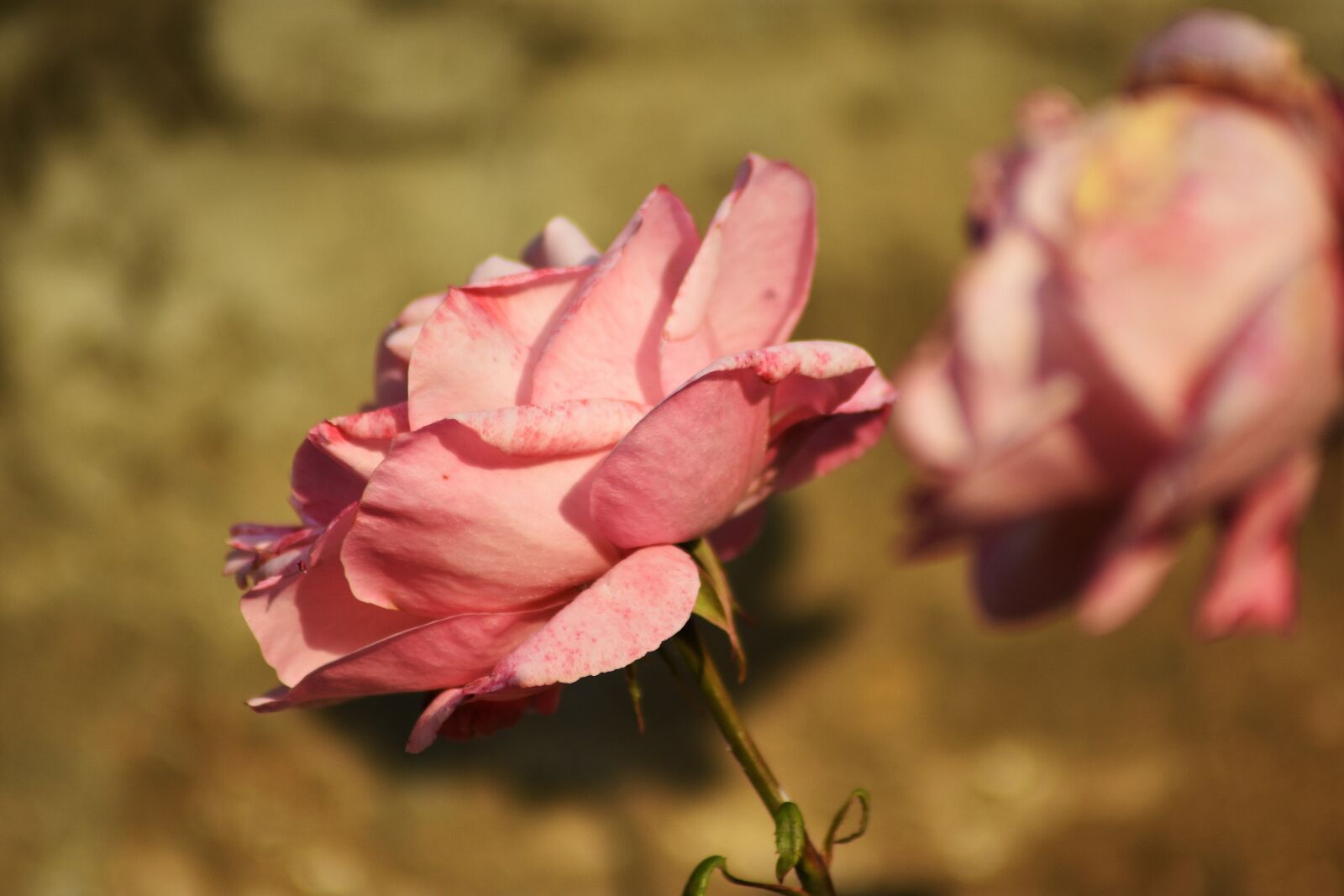 Nikon D3400 sample photo. Rose, garden, flower photography