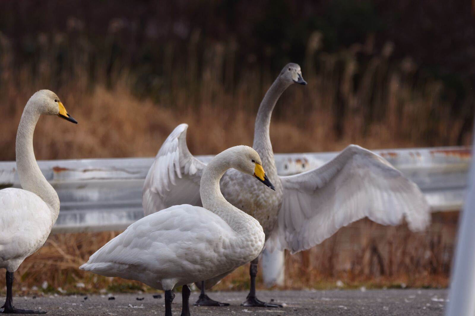 Nikon D7200 sample photo. Animal, pond, road photography