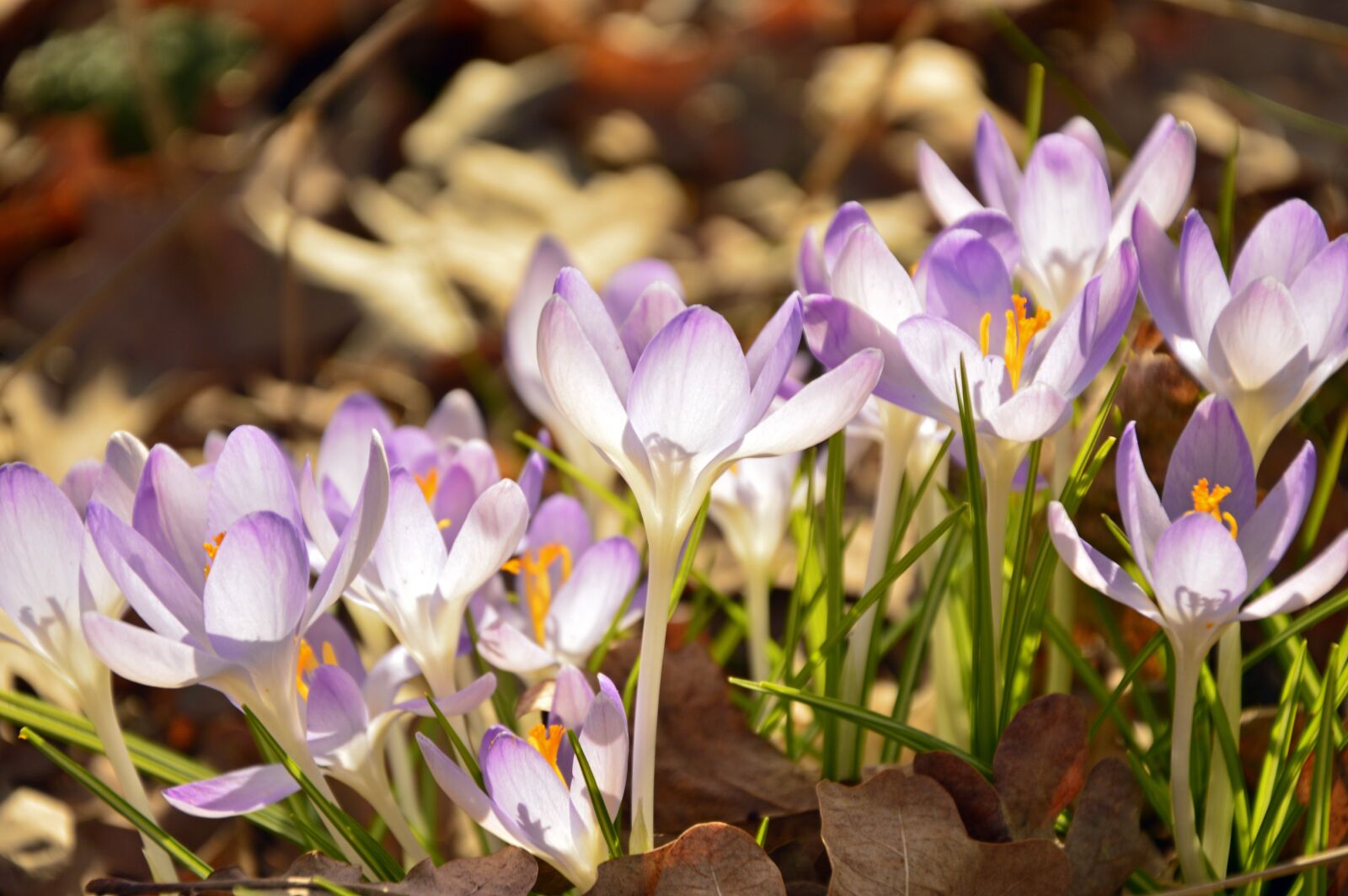 Nikon D3200 sample photo. Crocus, flower meadow, early photography